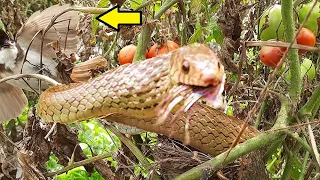 Mother Bird Fights Massive Snake to Save Baby Birds ||| Snake CHEWS Baby in front of Mom | Nest