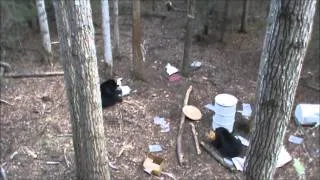 Canadian bear hunt, May 2012; Warning - death moan