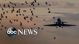 United flight experiences a bird strike