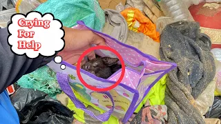 Kitten was starving and asking for help, luckily I saw it | FTC Meow