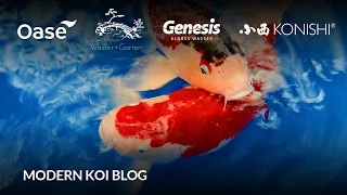 Modern Koi Blog #6301 - Live aus Japan: Die Selektion von Reini und Tom