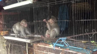 This monkeys was stolen from its home in the wild