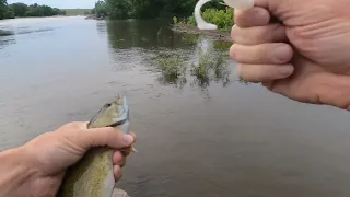 Fast Fishing! Catching 3 Species in a Flooded River (19 Min)