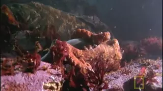 Octopus Kills Shark | National Geographic