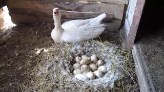Гуси высиживают яйца часть1