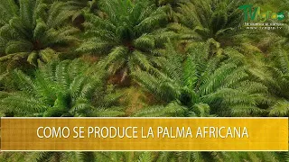 Como Se Produce la Palma Africana - TvAgro por Juan Gonzalo Angel Restrepo