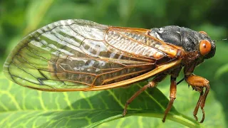 17 year cicadas emerging in Naperville this spring