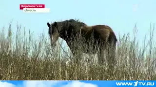 ЛПХ Валерий Говоров