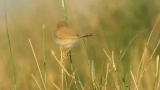 African Desert Warbler, Morocco 1-10 march