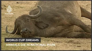 Zimbabwe drought: Hundreds of animals die in National park