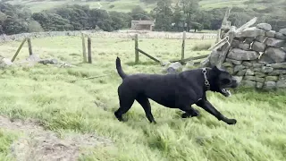 Coal cane corso - Uk breeders of cane corso