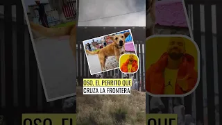 El perrito Oso 🐶 se volvió viral porque cruza el muro en la frontera de Tijuana 😅 #sdpnoticias