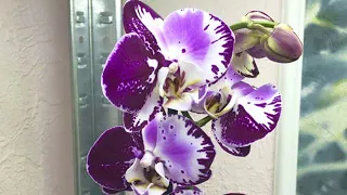 СЛОМАЛ цветонос на орхидее  Что с ним делать?