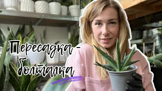 Пересадка сансы - болталка об уходе. #sansevieria #сансевиерия #сансы