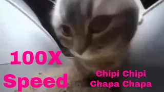 Chipi Chipi Chapa Chapa at 2,5,10 and 100 TIMES SPEED