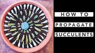 How to Propagate Succulents