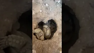 Baby tortoises hatching out of the ground 🐢 (again!)