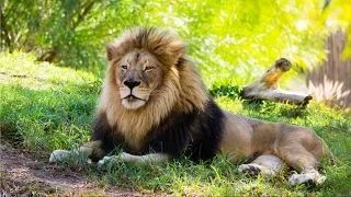 Lion Roar - San Diego Zoo Safari Park