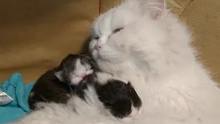 Mother Cat Loves Her 6 Days Old Kittens And Hiding Them From Human