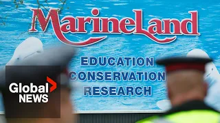 Marineland: New investigation reveals over a dozen whales have died in last 4 years