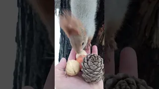 Неожиданный выбор белки / The unexpected choice of a squirrel