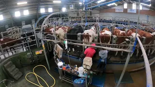 Time lapse of 400 cows being milked on 60 unit Delaval rotary!