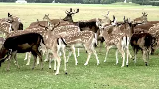 Phoenix Park Deer