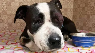 She missed her puppy very much after all the suffering she went through