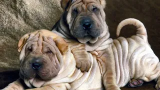 Собаки и люди: порода шарпей и секреты грумеров