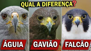 ÁGUIA, GAVIÃO ou FALCÃO? Qual a diferença? | Carcará é um falcão?