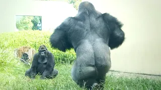 Silverback Gorilla favors His Daughter over Son | The Shabani Group