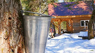 Spring at the Dovetail Log Cabin - Maple Syrup, River Crossing, Bird Projects - Off Grid Living
