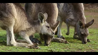 Tasmanian Nature Company -TasTalk...The Movie