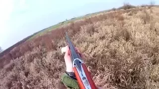 hunting pheasant with English Pointer ...