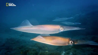 Животные мира Город на воде Удивительная Венеция С высоты полёта Двойная жизнь Водный хрупкий мир