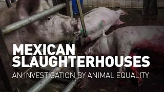 Mexican slaughterhouses - An investigation by Animal Equality