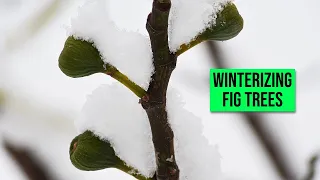 What to do With Fig Trees in Winter: How to Overwinter Fig Trees