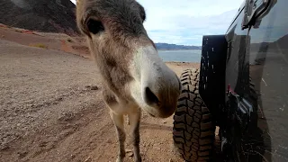 Exploring 4x4 Trails on the NV / AZ Border | Kingman Wash