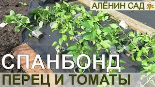 ПЕРЕЦ И ТОМАТЫ БЕЗ ПРОПОЛКИ, ПОЛИВА И РЫХЛЕНИЙ - ЧЕРНЫЙ СПАНБОНД!