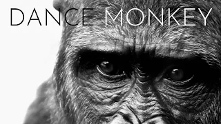 Dance Monkey by Tones & I - Acoustic cover