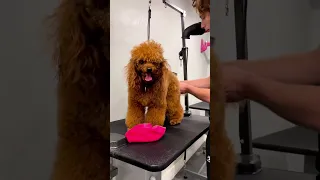 Miniature Poodle Grooming Before & After #poodles #doggrooming