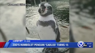 Carlos the penguin turns 15 at the Rosamond Gifford Zoo