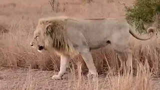 Incredibly Rare Sighting Of  White Male Lion #shorts