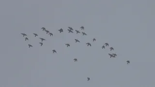 полёт Будапештских высоколётных голубей 20 11 2020г