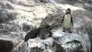 evil penguin // böser Pinguin