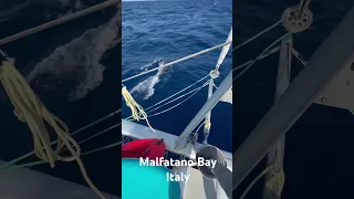 #italy #shorts #review #dolphin #ocean #catamaran #sailing #boatlife #sailboat #beautiful #clear