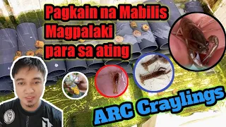 #Pagkain Para sa Ating ARC Craylings,Tips sa Mabilis na pag laki ng ating mga ARC Craylings