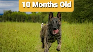 10 month old puppy Malinois X Dutch Shepherd