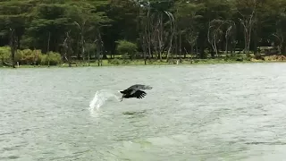 Fish Eagle Grabs fish from lake Naivasha