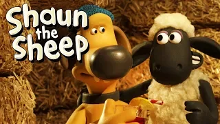 Turf Wars | Shaun the Sheep Season 5 | Full Episode